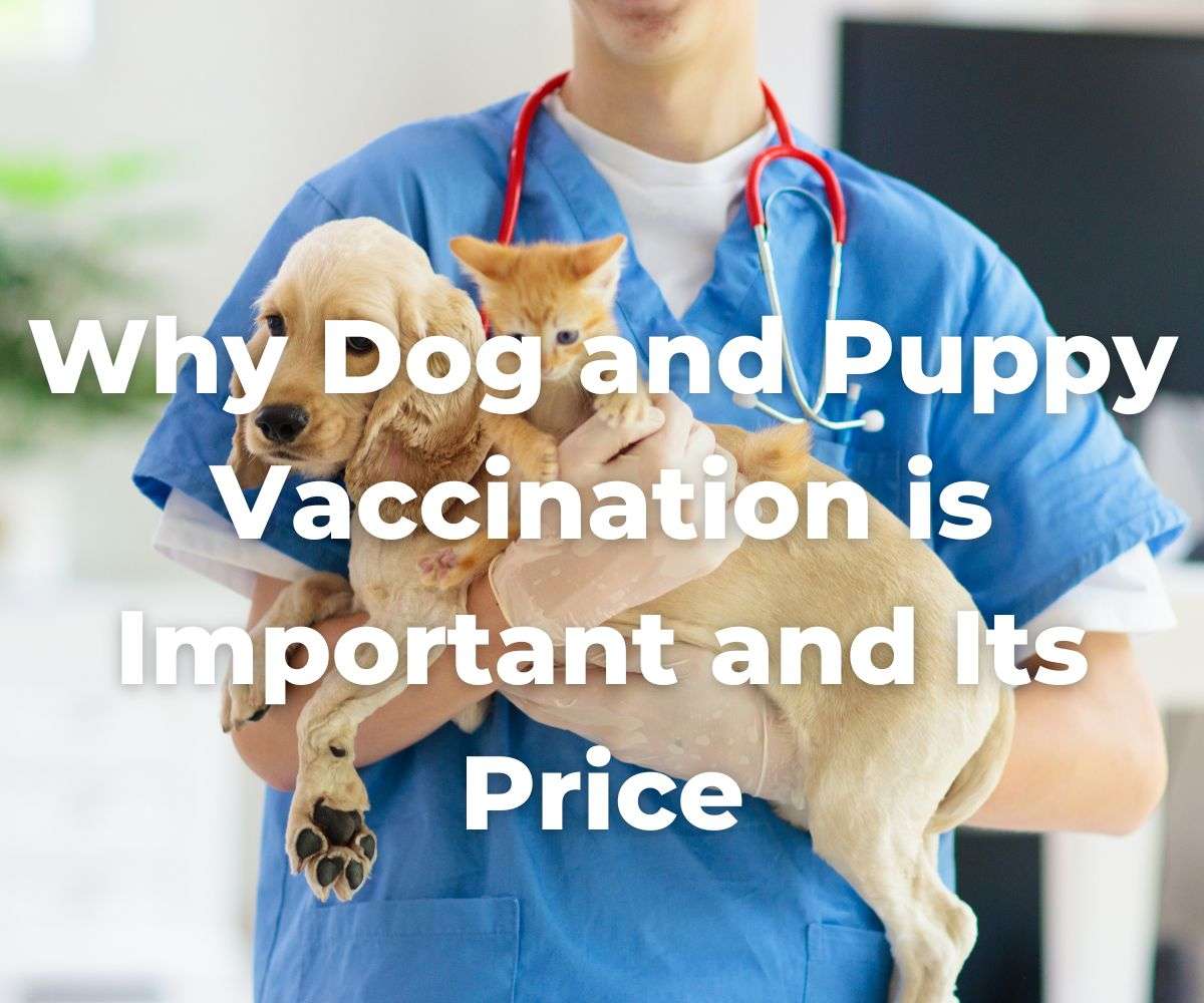 why-dog-and-puppy-vaccination-is-important-and-its-price